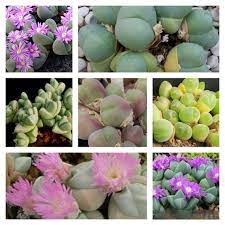 Mixed Gibbaeum Flower seeds for Planting - Seasonal Bloomer, Heirloom & GMO Free Seeds for Home Garden
Sale seeds for planting in home garden