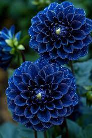 Blue Pompon Dahlia Flower seeds for Planting - Shade Tolerant, Heirloom & GMO Free Seeds for Home Garden
Sale for planting in home garden