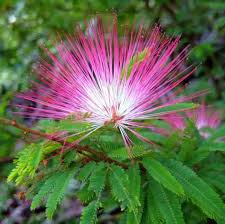 Pink Calliandra Eriophylla Flower seeds for Planting - Low Maintenance, Heirloom & GMO Free Seeds for Home Garden
Sale seeds for planting in home garden