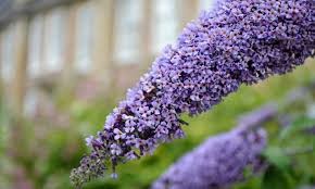 Violet Buddleja Flower seeds for Planting - Bright Blooms, Heirloom & GMO Free Seeds for Home Garden
Sale for planting in home garden