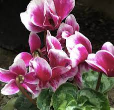 Pink & White Cyclamen Flower seeds for Planting - Cut Flower Favorite, Heirloom & GMO Free Seeds for Home Garden
Sale for planting in home garden.