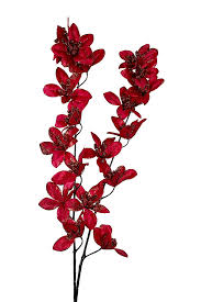 Red Weeping Forsythia Flower seeds for Planting - Colorful Display, Heirloom & GMO Free Seeds for Home Garden
Sale seeds for planting in home garden