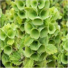 Moluccella laevis Bells Of Ireland Flower seeds for Planting Garden Favorite Heirloom & GMO Free Seeds for Home Garden
Sale seeds for home garden planting