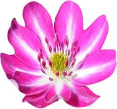 Pink White Nolilis Flower seeds for Planting - Cut Flower Favorite, Heirloom & GMO Free Seeds for Home Garden
Sale seeds for planting in home garden