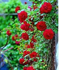 Red Climbing Rose Flower seeds for Planting - Drought Tolerant, Heirloom & GMO Free Seeds for Home Garden
Sale seeds for planting in home garden