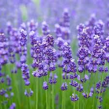 Purple Lavender Flower seeds for Planting Drought Tolerant Heirloom & GMO Free Seeds for Home Garden
Sale seeds for home garden planting