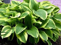 Green Hosta Flower seeds for Planting - Long Bloom Season, Heirloom & GMO Free Seeds for Home Garden
Sale seeds for planting in home garden