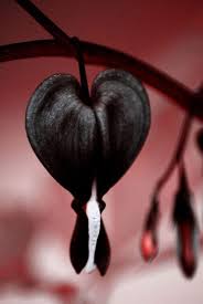 Black Heart Flower seeds for Planting - Cut Flower Favorite, Heirloom & GMO Free Seeds for Home Garden
Sale for planting in home garden.