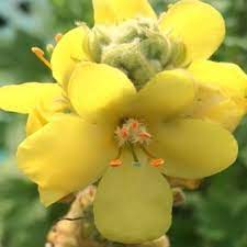 Yellow Verbascum Thapsus Flower seeds for Planting - Seasonal Bloomer, Heirloom & GMO Free Seeds for Home Garden
Sale for planting in home garden.