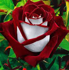 Rare Deep Red and White Osiria Ruby Rose Flower seeds for Planting - Shade Tolerant, Heirloom & GMO Free Seeds for Home Garden
Sale seeds for planting in home garden