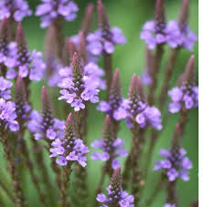 Blue Verbena Hastata Flower seeds for Planting - Colorful Display, Heirloom & GMO Free Seeds for Home Garden
Sale for planting in home garden.