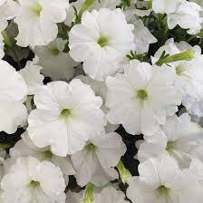 White Petunia Flower seeds for Planting - Garden Favorite, Heirloom & GMO Free Seeds for Home Garden
Sale seeds for planting in home garden