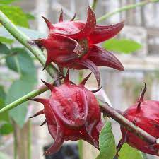 buy flower seeds online australia Australian Rosella Hibiscus Flower seeds for Plant