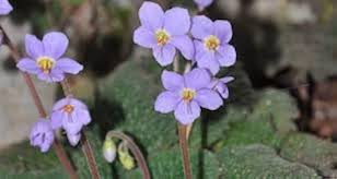 Ramonda Myconi Flower seeds for Planting - Low Maintenance, Heirloom & GMO Free Seeds for Home Garden
Sale for planting in home garden.