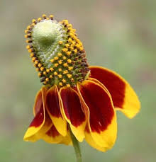 Ratibida Columnifera Flower seeds for Planting Garden Favorite Heirloom & GMO Free Seeds for Home Garden
Sale for planting in home garden