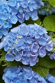 Blue Hydrangea Flower seeds for Planting - Fragrant Blossoms, Heirloom & GMO Free Seeds for Home Garden
Sale seeds for planting in home garden