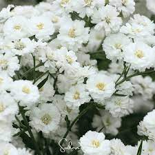 White Ptarmica Flower seeds for Planting - Vibrant Colors, Heirloom & GMO Free Seeds for Home Garden
Sale for planting in home garden.