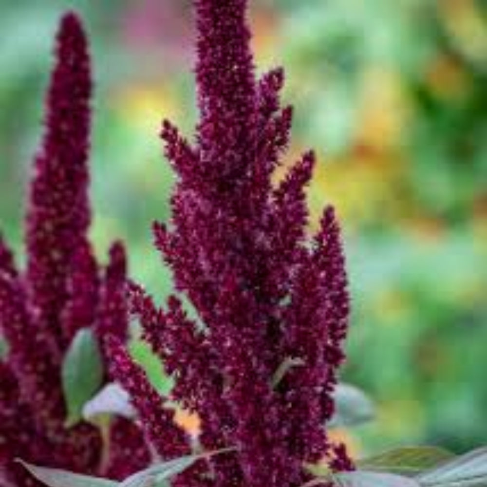 Amaranthus Hypochondriacus (Prince’s Feather) Seeds - Stunning Red Flowering Ornamental Plant