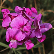 Violet Lathyrus Odoratus Flower seeds for Planting - Shade Tolerant, Heirloom & GMO Free Seeds for Home Garden
Sale for planting in home garden.