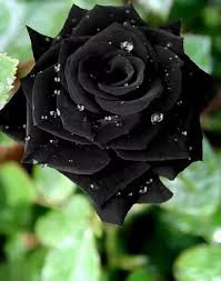 Black Rose Flower seeds for Planting - Easy to Grow, Heirloom & GMO Free Seeds for Home Garden
Sale for planting in home garden