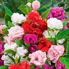 Double Camellia Mixed Flower seeds for Planting - Wildflower Mix, Heirloom & GMO Free Seeds for Home Garden
Sale for planting in home garden.