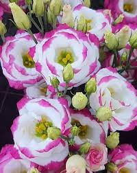 Sapphire Pink Eustoma (Lisianthus) Flower seeds for Planting Easy to Grow Heirloom & GMO Free Seeds for Home Garden
Sale seeds for home garden planting