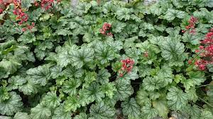 Heuchera Versatile Foliage Superstars Flower seeds for Planting Drought Tolerant Heirloom & GMO Free Seeds for Home Garden
Sale for planting in home garden