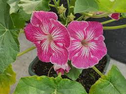 Stellulifera Flower seeds for Planting Cut Flower Favorite Heirloom & GMO Free Seeds for Home Garden
Sale seeds for home garden planting