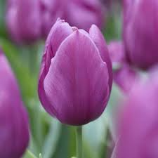 Purple Odorous Tulip Flower seeds for Planting - Compact Growth, Heirloom & GMO Free Seeds for Home Garden
Sale for planting in home garden