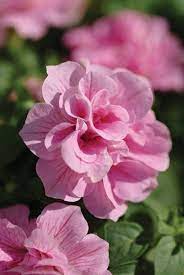 Double Petunia Flower seeds for Planting - Premium Quality, Heirloom & GMO Free Seeds for Home Garden
Sale seeds for planting in home garden