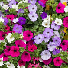 Mix Petunia Flower seeds for Planting - Sun Loving, Heirloom & GMO Free Seeds for Home Garden
Sale for planting in home garden.