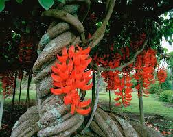 Red Jade Vine (Mucuna Bennettii) Flower seeds for Planting - Pollinator Friendly, Heirloom & GMO Free Seeds for Home Garden
Sale for planting in home garden.