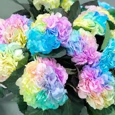 Pastel Rainbow Hydrangea Flower seeds for Planting - Long Bloom Season, Heirloom & GMO Free Seeds for Home Garden
Sale for planting in home garden.