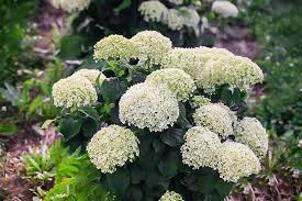 Invincibelle Limetta' Hydrangea Flower seeds for Planting - Cut Flower Favorite, Heirloom & GMO Free Seeds for Home Garden
Sale for planting in home garden.