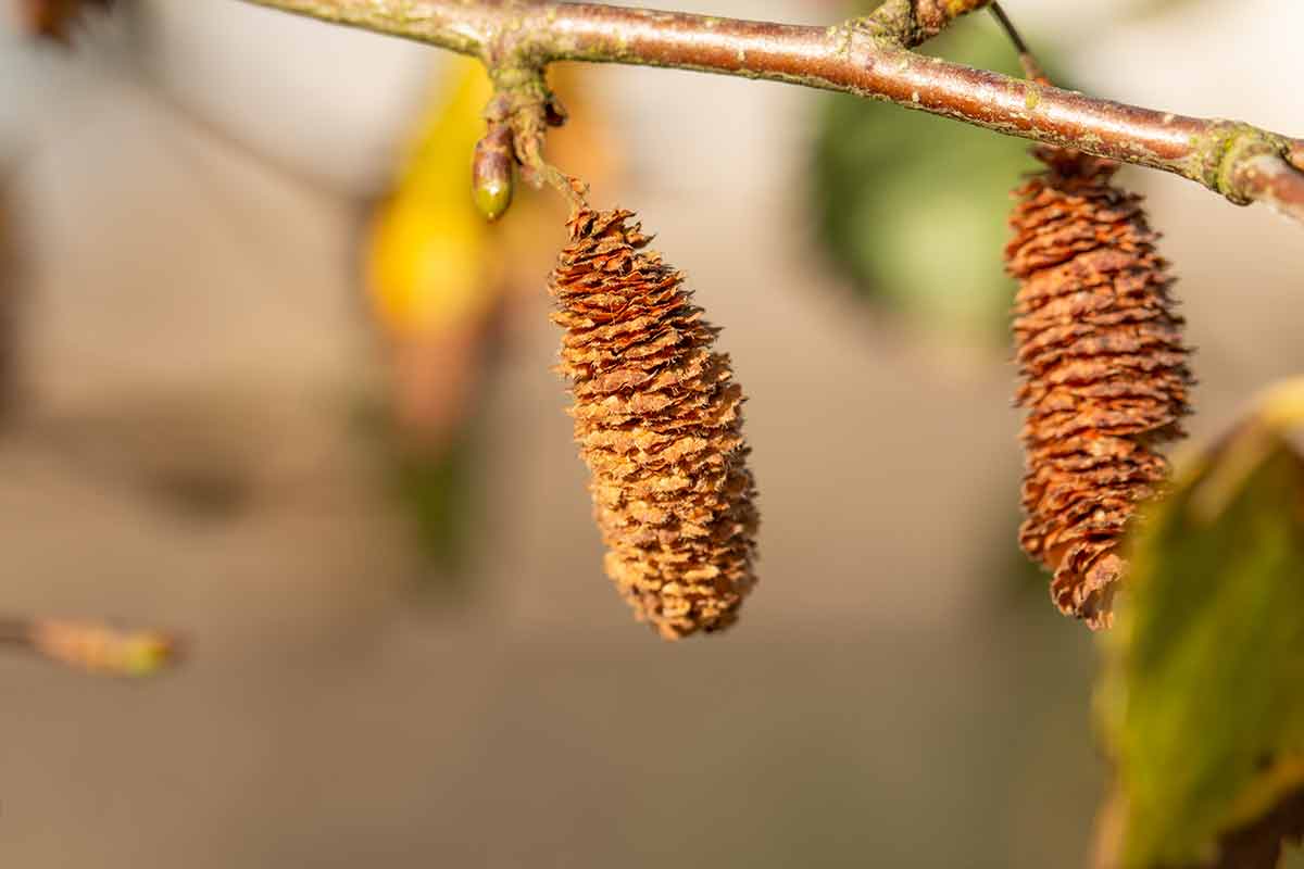 White Paper Birch Tree Seeds