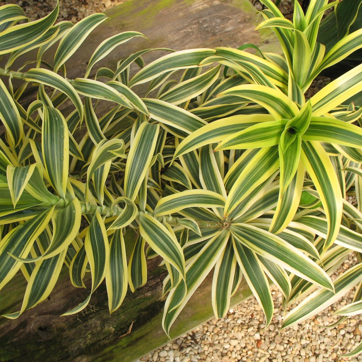 Dracaena Flower Tree Seeds for Planting – Heirloom, Non-GMO, Easy to G –  Pure Asia Seeds