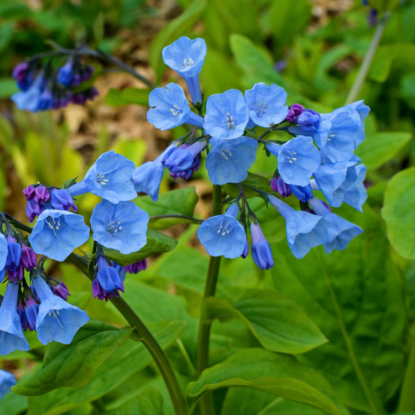 Mertensia Virginica Flower Seeds
