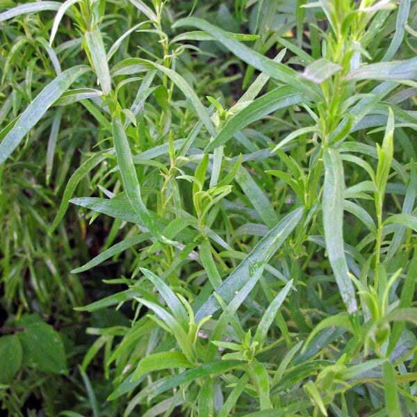 Tarragon Seeds - Russian (Artemisia dracunculus)