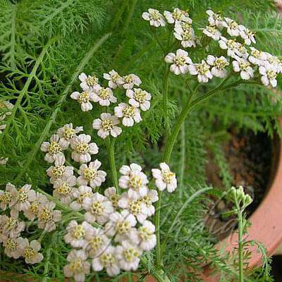 White Yarrow (Achillea millefolium)