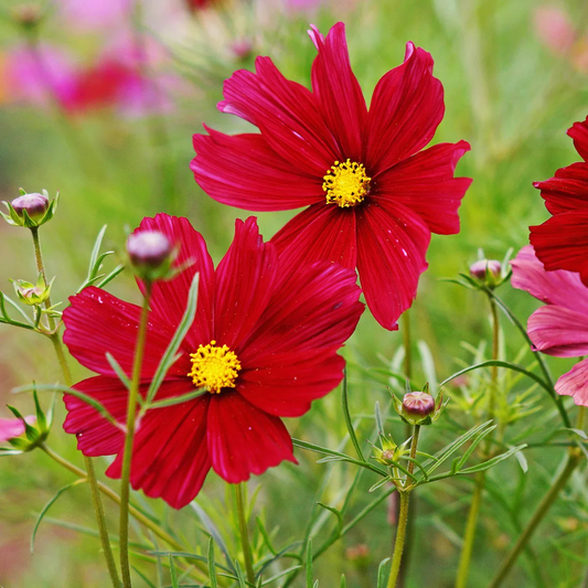 Cosmos Bipinnatus 'Dazzler' Flower Seeds for Planting – Heirloom, Non-GMO, Easy to Grow, Annual