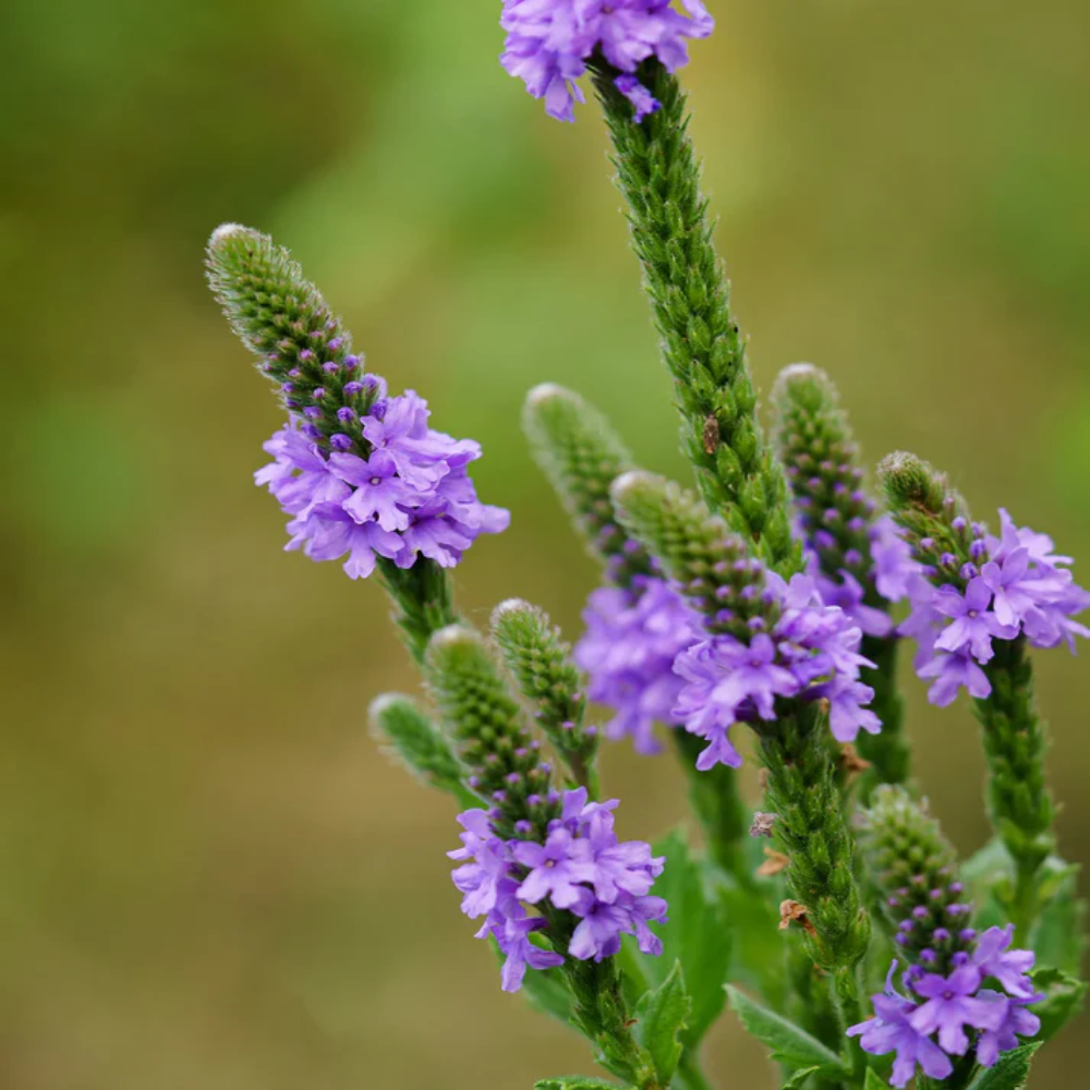 Hoary Vervain Flower Seeds