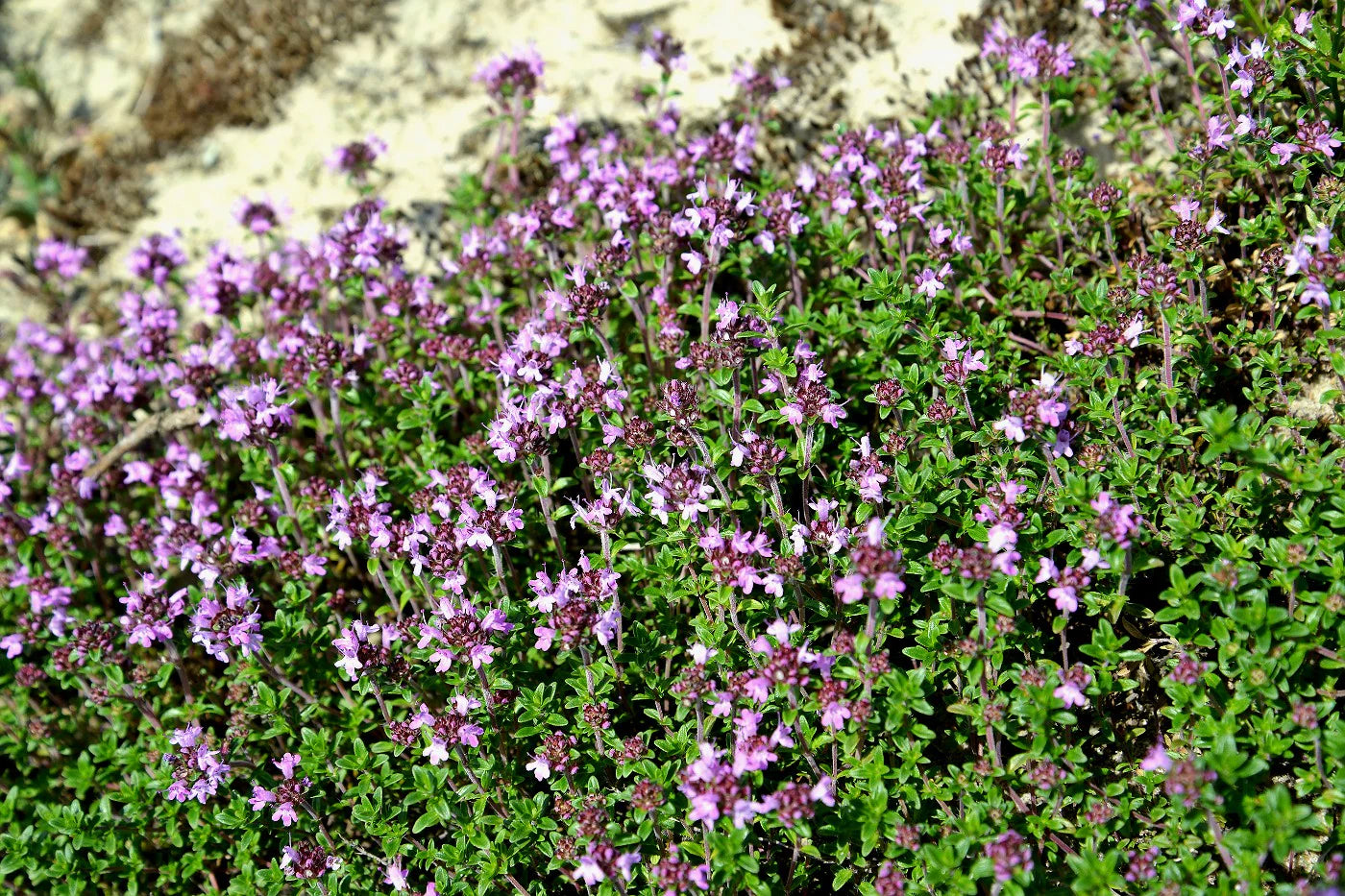 Kriechender Thymian Kräutersamen