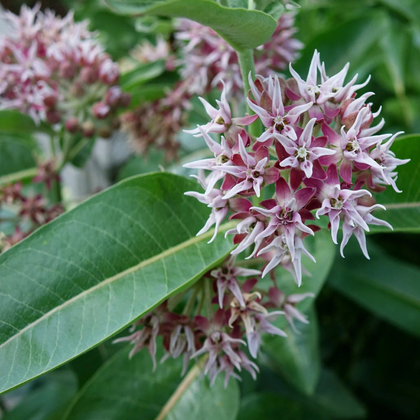 Showy Milkweed Flower Seeds