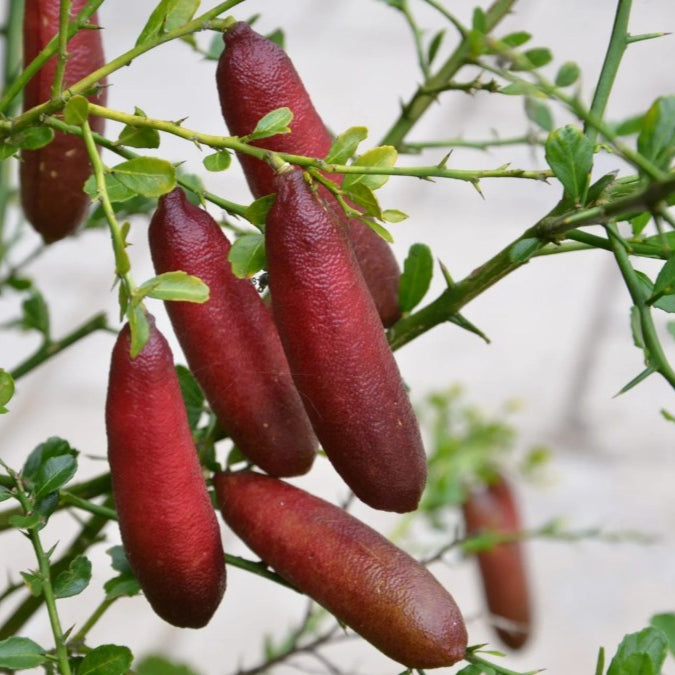 Semillas de la fruta de lima de dedo rosado