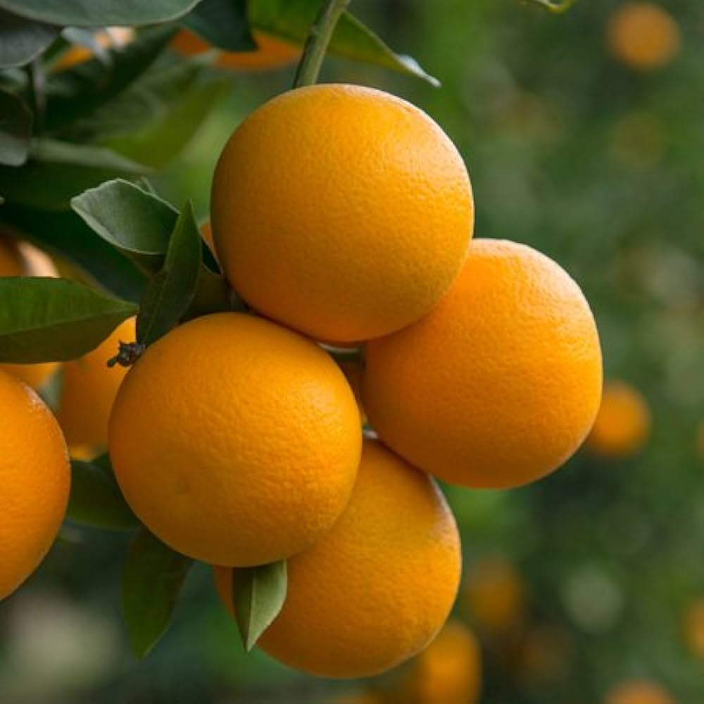 Dwarf Valencia Orange Citrus sinensis Fruit Tree Seeds for Planting for Urban Garden