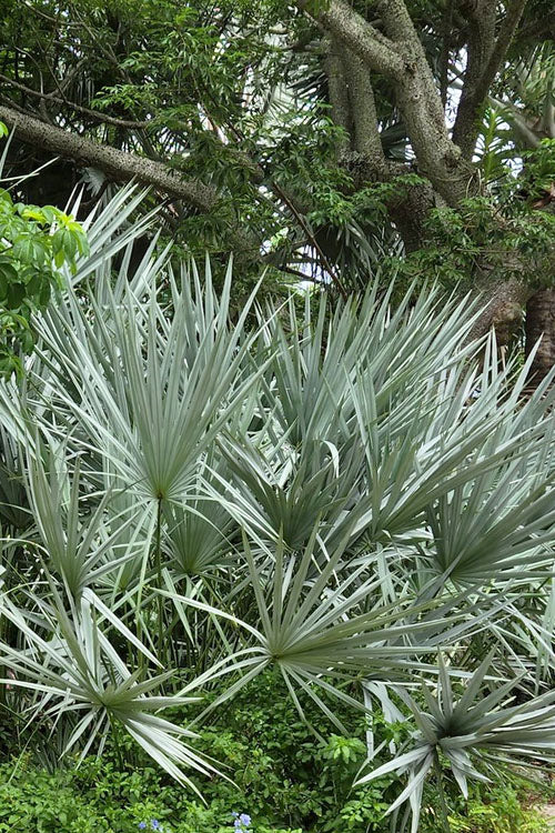 Silver Saw Palmetto (Serenoa Repens) American Dwarf Palm Tree Shrub – Edible Fruit Seeds