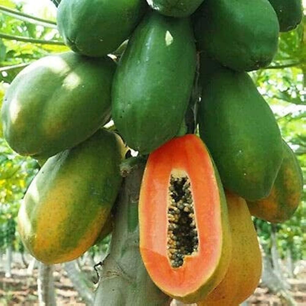 Dwarf Papaya Carica papaya Fruit Seeds for Planting for Tropical Garden