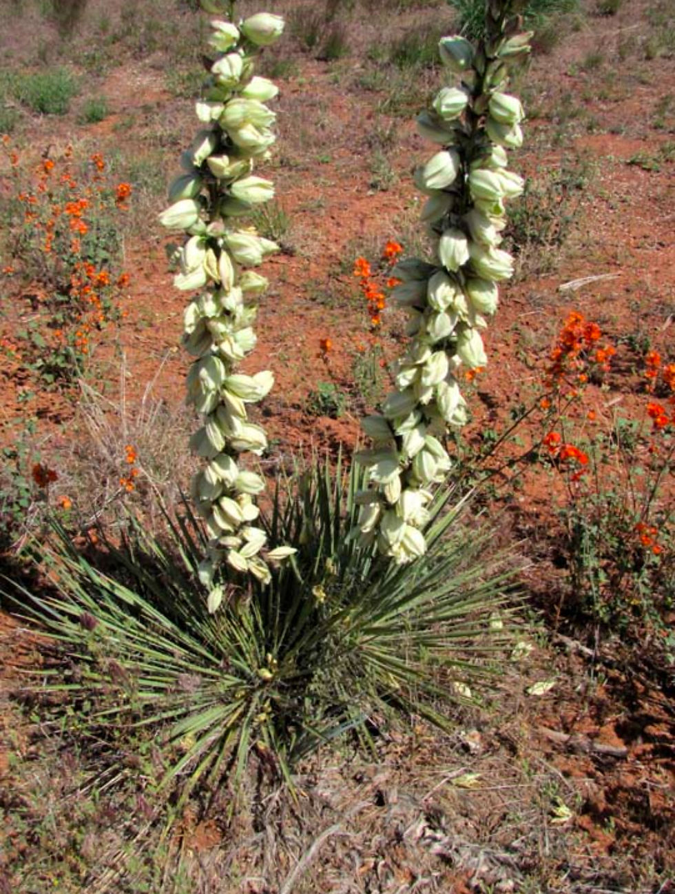 Yucca Elata Flower Seeds