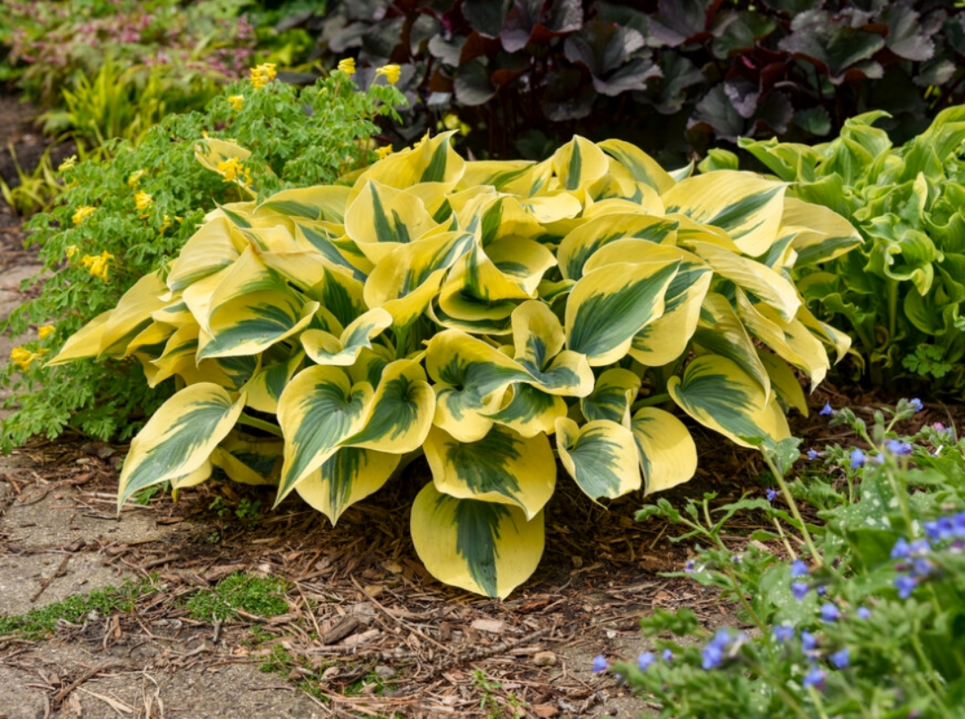 Herbstfrost Hosta Pflanzensamen