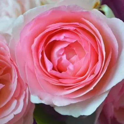 Pink Lonza Gemstone Flower Seeds for Planting – Heirloom, Non-GMO, Sun-Loving Garden Seeds
Sale for planting in home garden.